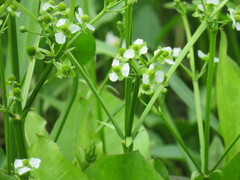 Echinodorus berteroi