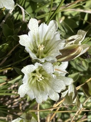 Gentiana newberryi tiogana