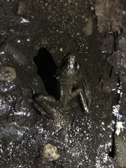 Lithobates clamitans