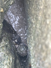 Acanthopleura granulata