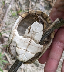 Sternotherus odoratus