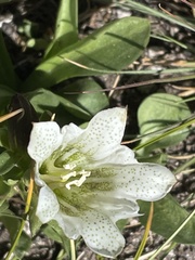 Gentiana newberryi tiogana