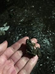 Lithobates clamitans
