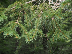 Picea rubens