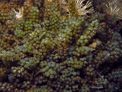 Caulerpa lentillifera