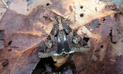 Melipotis famelica