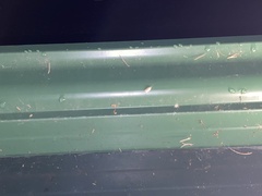 Epiphyas postvittana