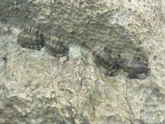 Acanthopleura granulata