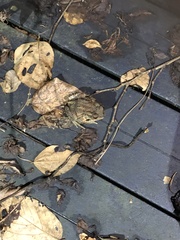 Bufo bankorensis