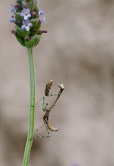 Stagmomantis limbata
