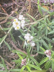 Anaphalis morrisonicola