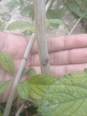 Leptofreya ambigua