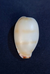 Notocypraea comptonii