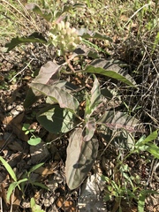 Asclepias nyctaginifolia