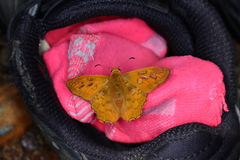 Myscelus amystis epigona