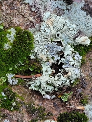 Xanthoparmelia conspersa