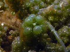 Caulerpa lentillifera