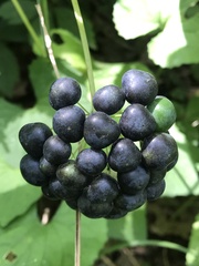 Smilax ecirrhata