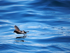 Oceanites oceanicus