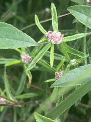 Anaphalis morrisonicola