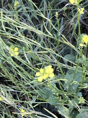 Rhamphospermum arvense