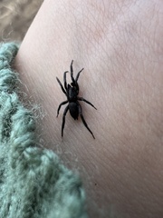 Zelotes