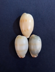 Notocypraea comptonii