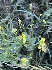 Rhamphospermum arvense