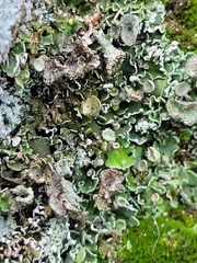 Cladonia chlorophaea