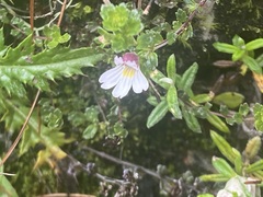 Euphrasia transmorrisonensis