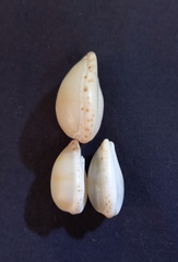 Notocypraea comptonii