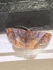 Thysanopyga abdominaria