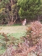 Macropus giganteus