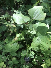 Smilax ecirrhata