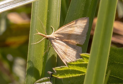 Phalaenostola metonalis