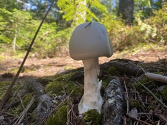 Amanita virosa