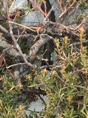 Grevillea australis