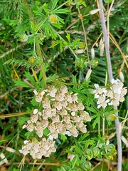 Achillea millefolium borealis