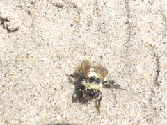 Bombus vagans bolsteri