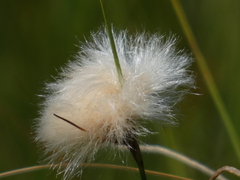 Eriophorum