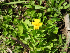 Erythranthe tilingii