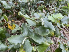 Garrya elliptica