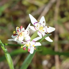 Wurmbea dioica