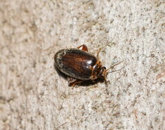 Scirtidae