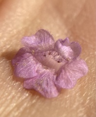 Agalinis skinneriana