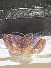 Thysanopyga abdominaria