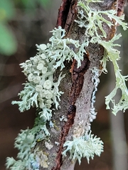 Ramalina dilacerata
