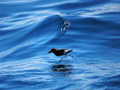 Oceanites oceanicus