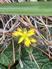 Sedum morrisonense