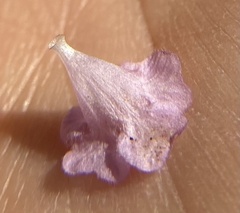 Agalinis skinneriana